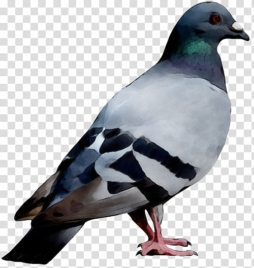 bird rock dove dove beak pigeons and doves, Watercolor, Paint, Wet Ink, Dove transparent background PNG clipart
