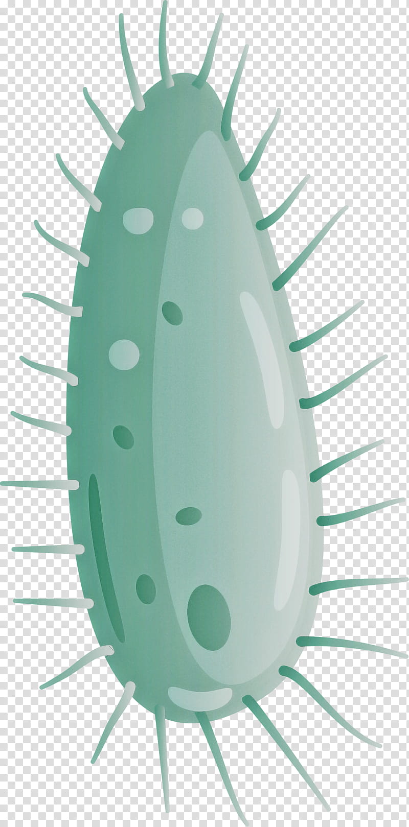 Virus, Cactus, Oval, Plant transparent background PNG clipart