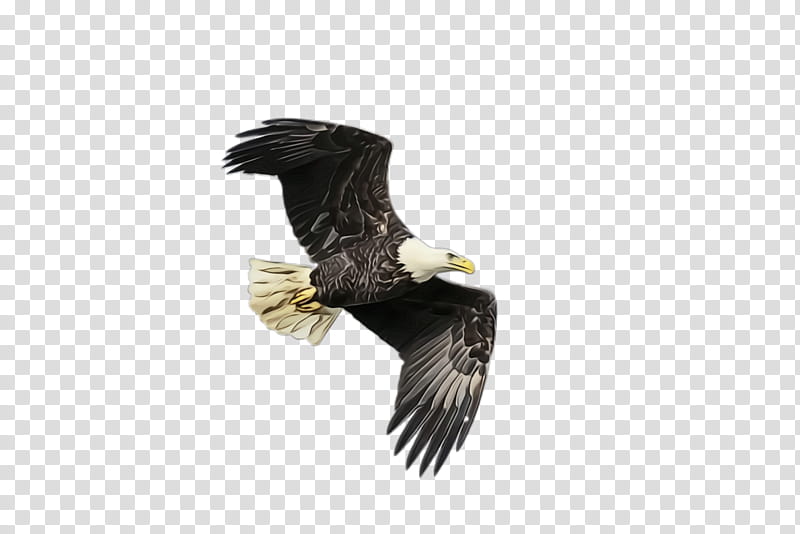 Flying Bird, Flying Eagle, Soaring Eagle, Bald Eagle, Beak, Buzzard, Bird Of Prey, Accipitridae transparent background PNG clipart