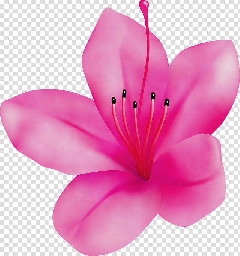 petal pink flower plant herbaceous plant, Azalea, Spring Flower, Azalea Flower, Watercolor, Paint, Wet Ink transparent background PNG clipart