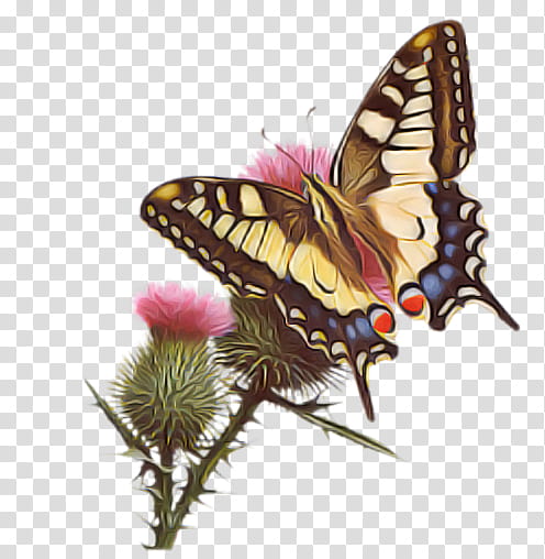Monarch butterfly, Moths And Butterflies, Cynthia Subgenus, Papilio Machaon, Insect, Swallowtail Butterfly, Pollinator, Brushfooted Butterfly transparent background PNG clipart