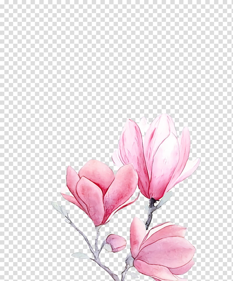 spring flower spring floral flowers, Pink, Petal, Plant, Magnolia, Magnolia Family, Tulip, Southern Magnolia transparent background PNG clipart