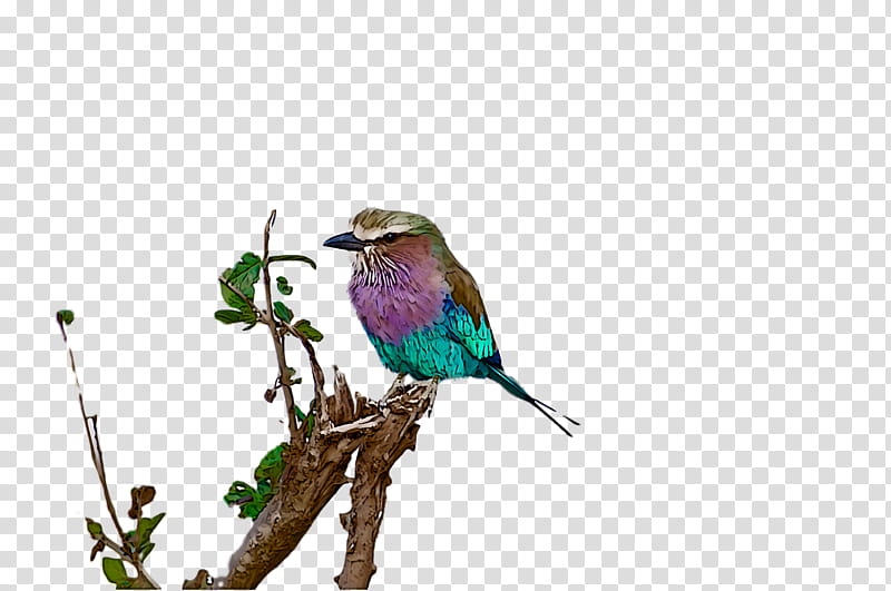 Lovebird, Beeeater, Parrots, Birds, Rollers, Beak, Finches, Great Hornbill transparent background PNG clipart
