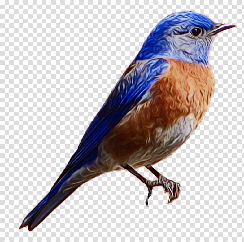 bird eastern bluebird bluebird beak songbird, Watercolor, Paint, Wet Ink, Roller, Mountain Bluebird, Perching Bird, Scrub Jay transparent background PNG clipart