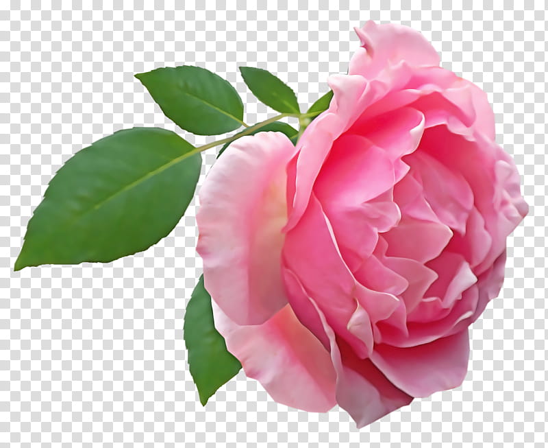 Garden roses, Cabbage Rose, Floribunda, Japanese Camellia, China Rose, Sasanqua Camellia, Pink, Floral Design transparent background PNG clipart