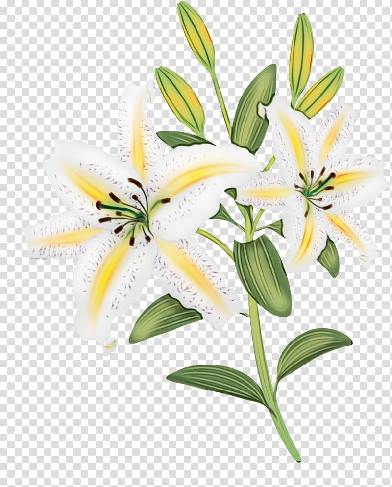 flower lily white plant yellow, Watercolor, Paint, Wet Ink, Petal, Lily Family, Stargazer Lily, Cut Flowers transparent background PNG clipart