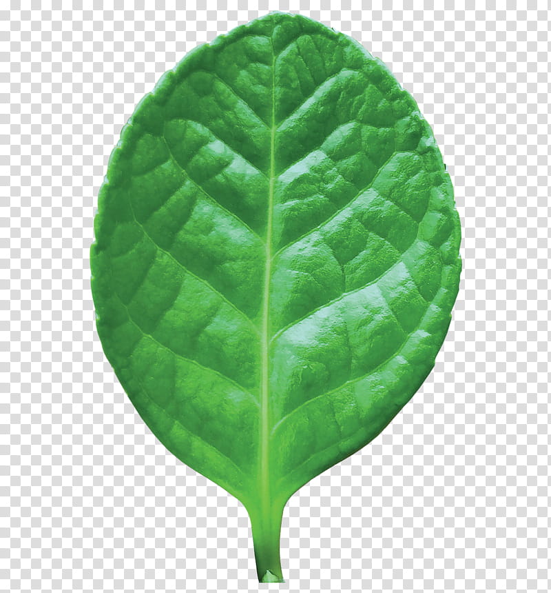 leaf green plant flower spinach, Herb, Plant Pathology, Leaf Vegetable, Anthurium transparent background PNG clipart