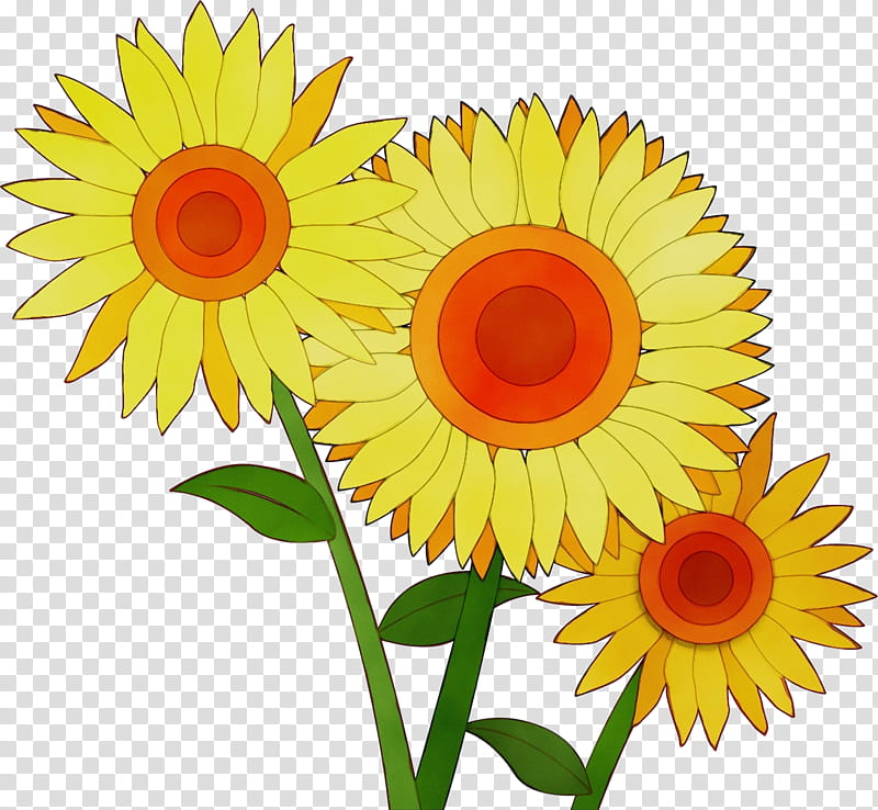 Floral design, Sunflower, Summer Flower, Watercolor, Paint, Wet Ink, Transvaal Daisy, Common Sunflower transparent background PNG clipart