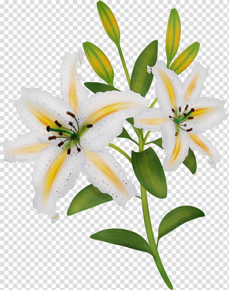 flower lily white plant petal, Watercolor, Paint, Wet Ink, Cut Flowers, Lily Family, Bouquet, Stargazer Lily transparent background PNG clipart