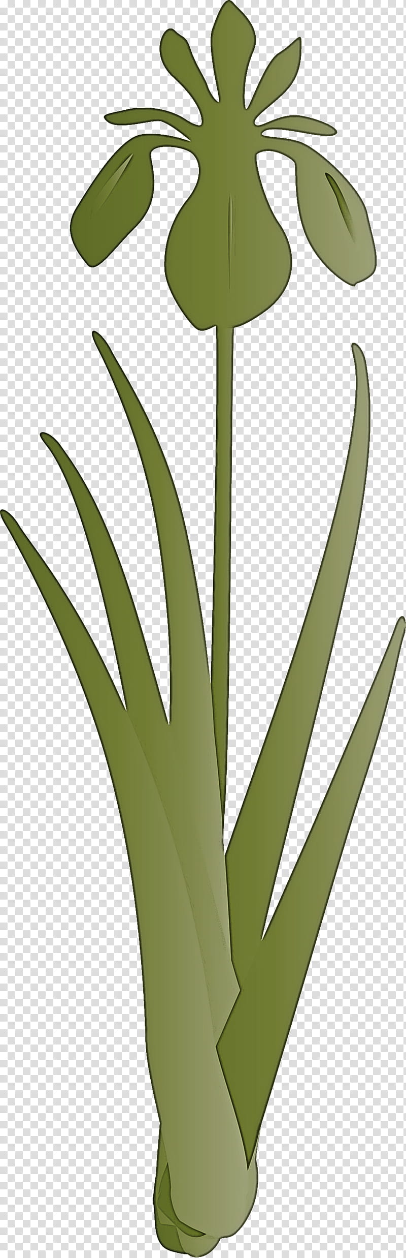 iris flower spring flower, Iris Flower, Leaf, Plant, Terrestrial Plant, Grass Family, Plant Stem, Houseplant transparent background PNG clipart