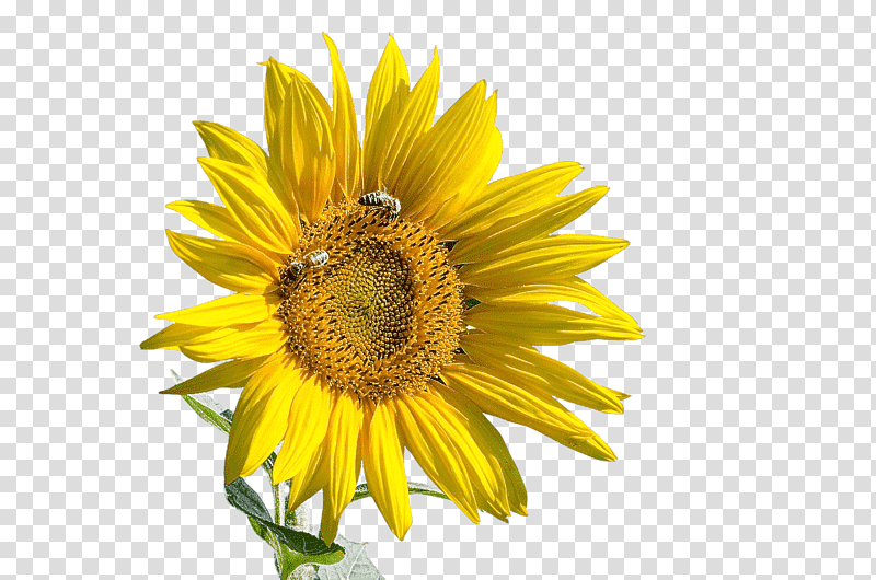 daisy family sunflower seed flower insect bees, Petal, Nectar, Yellow, Sunflowers, Honey, Closeup transparent background PNG clipart