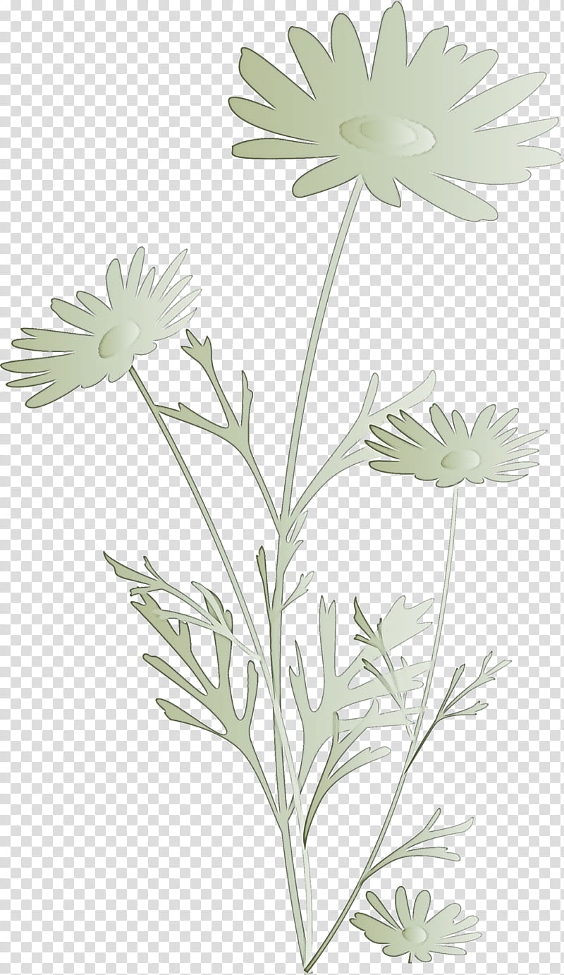 marguerite flower spring flower, Oxeye Daisy, Chamomile, Plant, Camomile, Mayweed, Marguerite Daisy, Pedicel transparent background PNG clipart