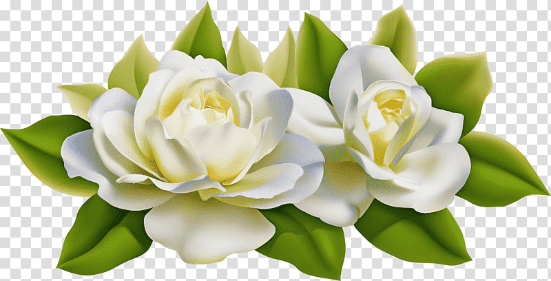 Floral design, Gardenia, Flower Bouquet, Cut Flowers, Petal, Jasmine M transparent background PNG clipart