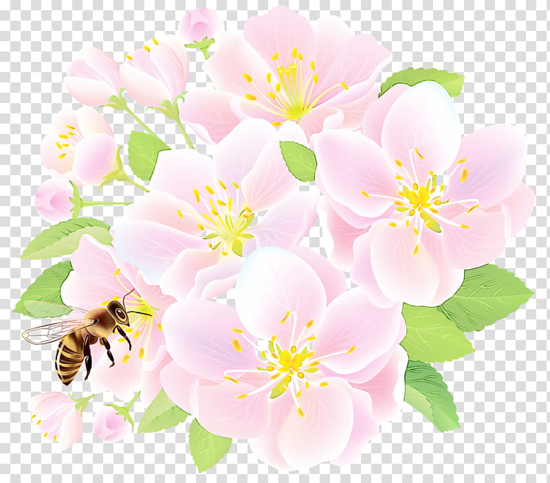 flower petal pink plant rosa rubiginosa, Watercolor, Paint, Wet Ink, Prickly Rose, Rosa Canina, Camellia Sasanqua, Blossom transparent background PNG clipart