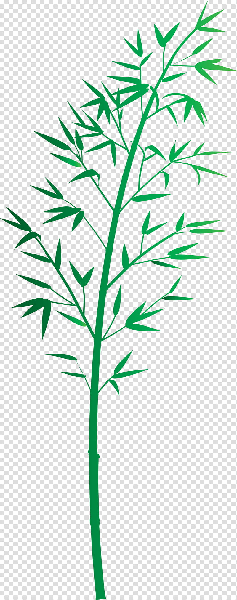 bamboo leaf, Plant, Plant Stem, Flower, Grass Family, Tree, Pedicel, Herbaceous Plant transparent background PNG clipart