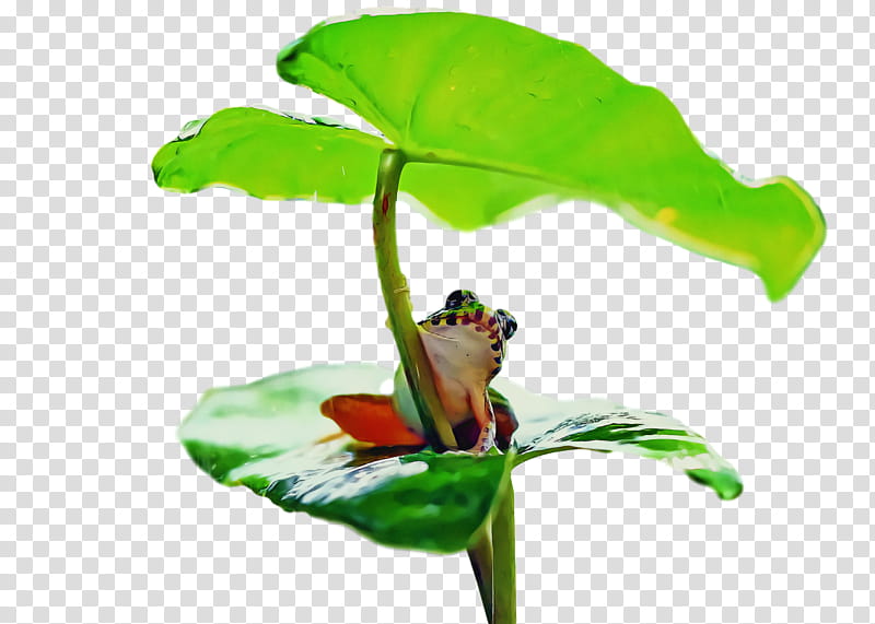 tree frog frogs leaf insect plant stem, True Frog, Toad, Pest, Flower, Meter, Cane Toad, Moth transparent background PNG clipart