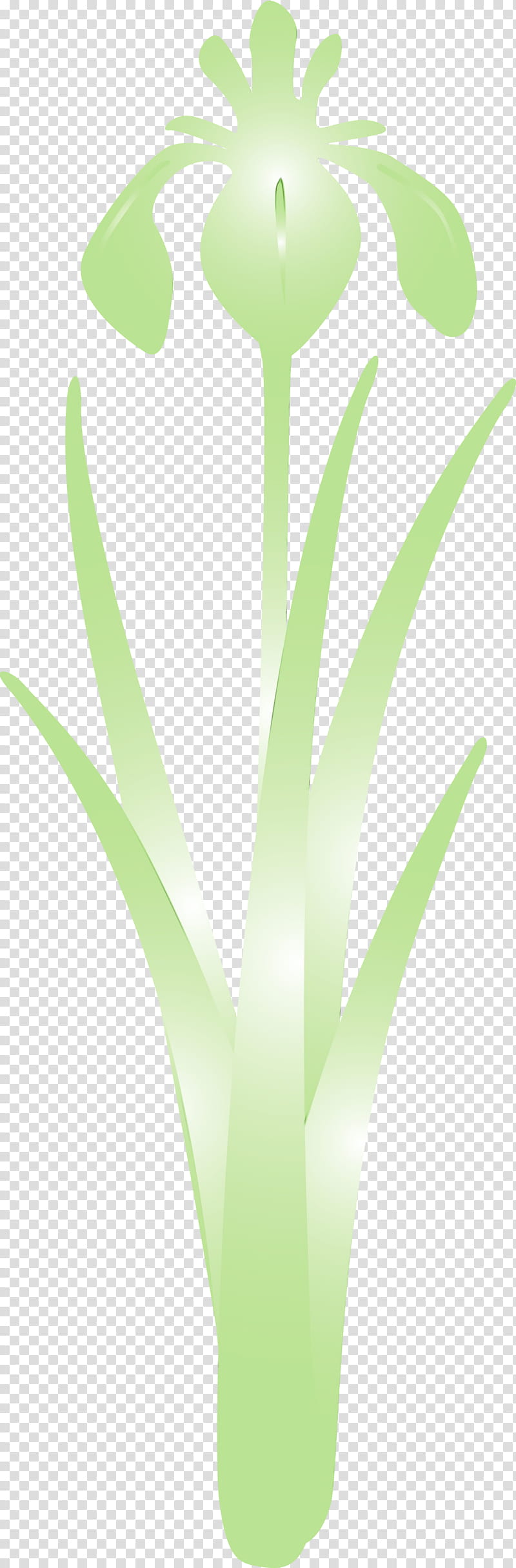 green leaf plant flower grass family, Iris Flower, Spring Flower, Watercolor, Paint, Wet Ink, Aloe, Houseplant transparent background PNG clipart