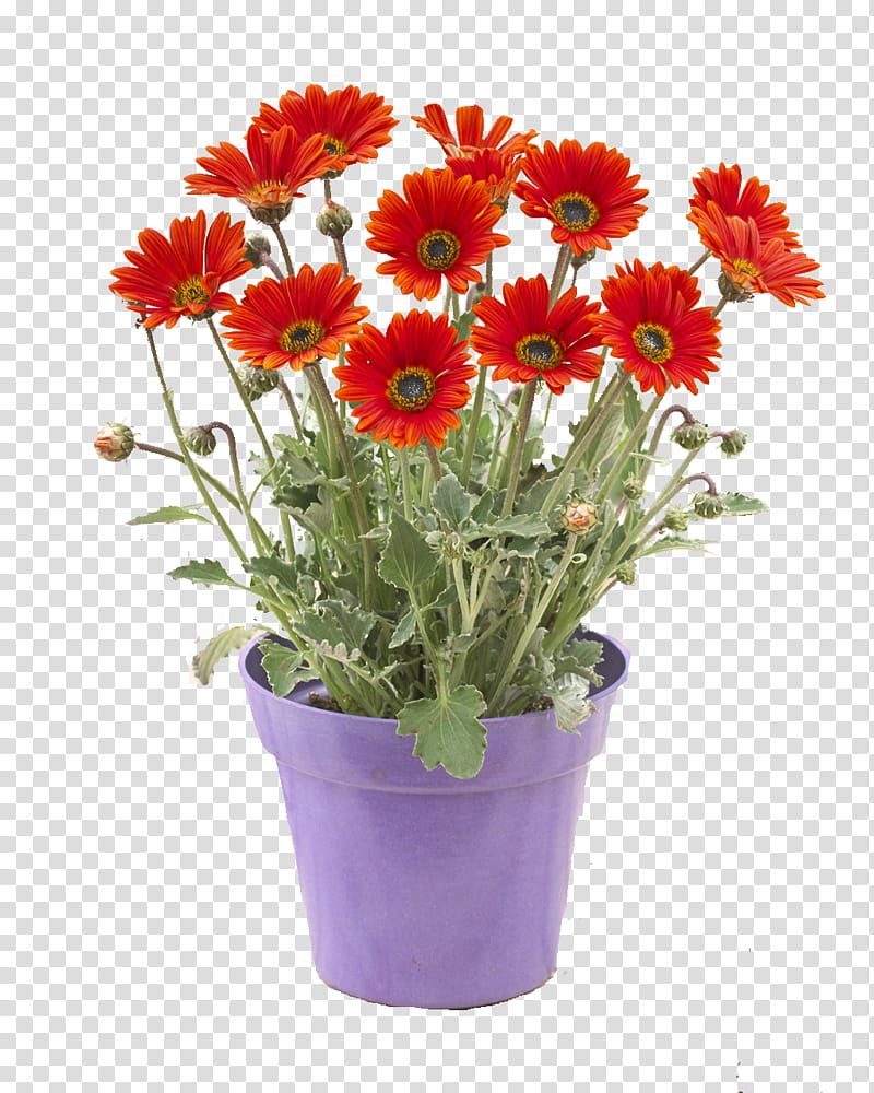 Artificial flower, Barberton Daisy, Flowerpot, Plant, Gerbera, Cut Flowers, Houseplant, African Daisy transparent background PNG clipart
