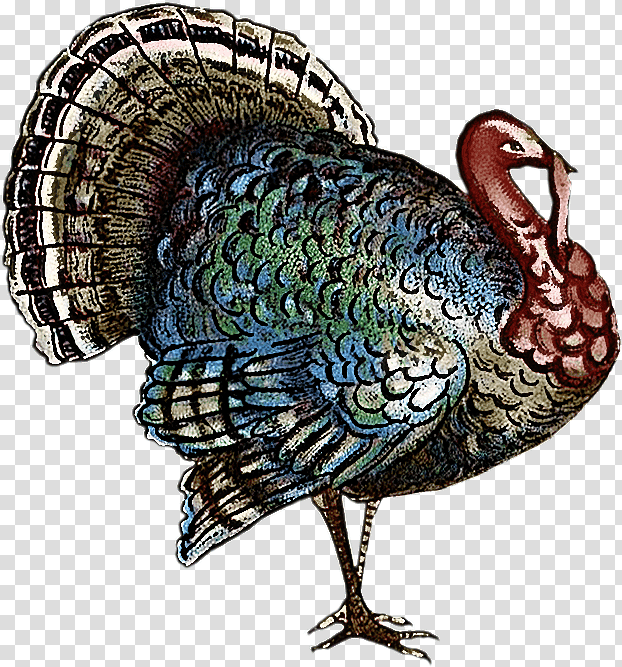 Thanksgiving, Turkey Meat, Wild Turkey, Domestic Turkey, Poladroid, Thanksgiving Greeting Cards, Microsoft Paint transparent background PNG clipart