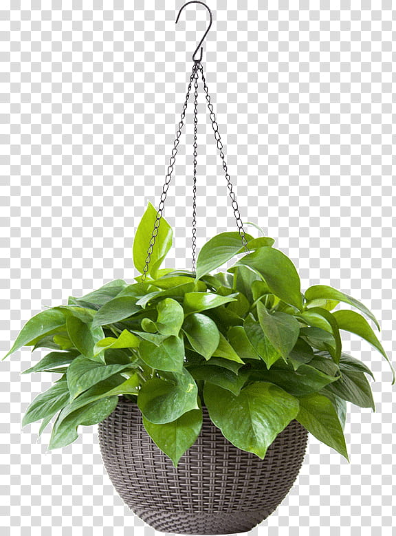 flowerpot houseplant flower leaf plant, Anthurium, Herb, Perennial Plant transparent background PNG clipart