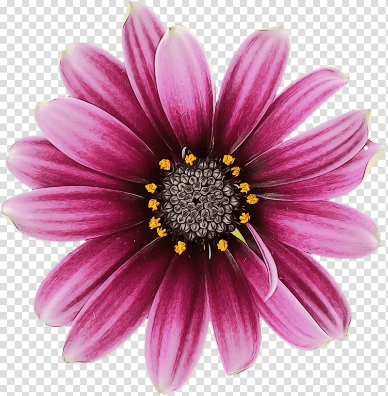 marguerite daisy annual plant chrysanthemum herbaceous plant cut flowers, Watercolor, Paint, Wet Ink, Petal, Aster, Oxeye Daisy transparent background PNG clipart