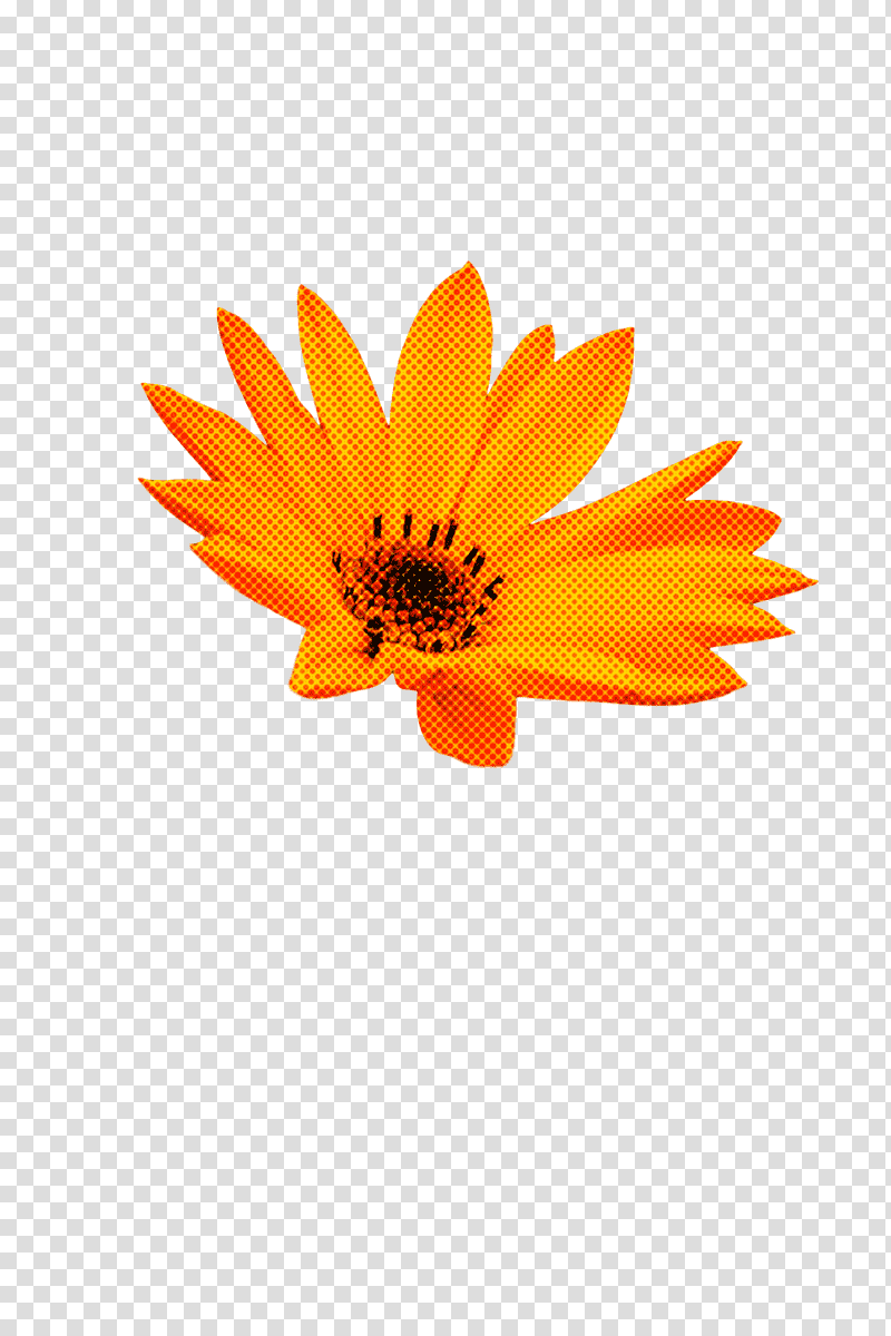 Sunflower, Transvaal Daisy, Pot Marigold, Petal, Calendula, Plants, Biology transparent background PNG clipart