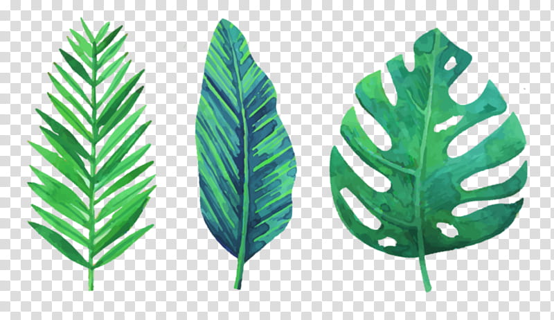 Fern, Leaf, Green, Plant, Terrestrial Plant, Tree, Vascular Plant, Flower transparent background PNG clipart