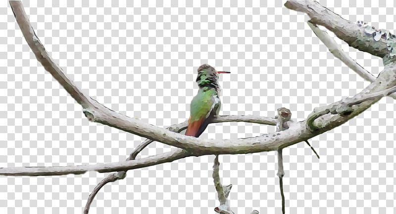 bird branch beak coraciiformes parakeet, Watercolor, Paint, Wet Ink, Twig, Parrot, Budgie, Bee Eater transparent background PNG clipart