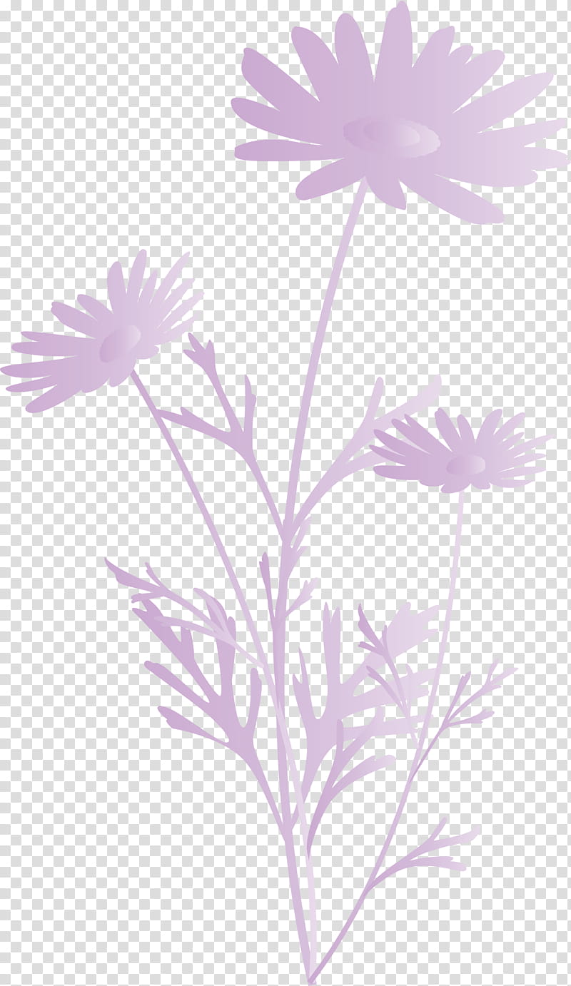 marguerite flower spring flower, Plant, Petal, Camomile, African Daisy, Oxeye Daisy, Chamomile, Wildflower transparent background PNG clipart