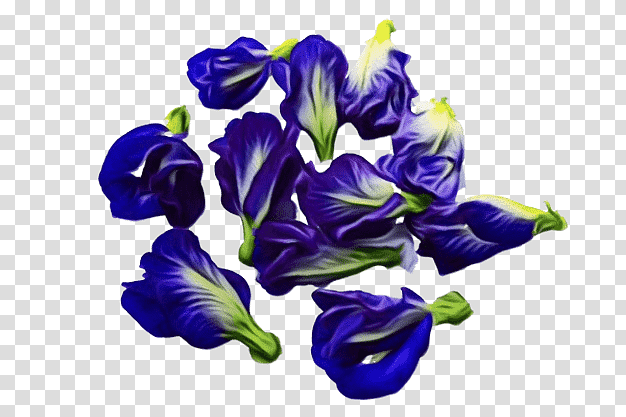 cut flowers violet cobalt blue / m petal cobalt blue / m, Watercolor, Paint, Wet Ink, Violaceae, Plant, Biology transparent background PNG clipart