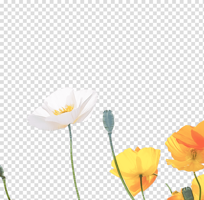 plant stem meadow yellow petal wildflower, Computer, Poppy Family, Plants, Science, Plant Structure, Biology transparent background PNG clipart