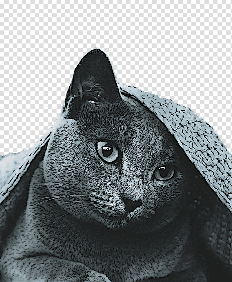 korat russian blue chartreux snout domestic short-haired cat, Domestic Shorthaired Cat, Whiskers, Black Cat, Fur, American Shorthair, Catlike transparent background PNG clipart