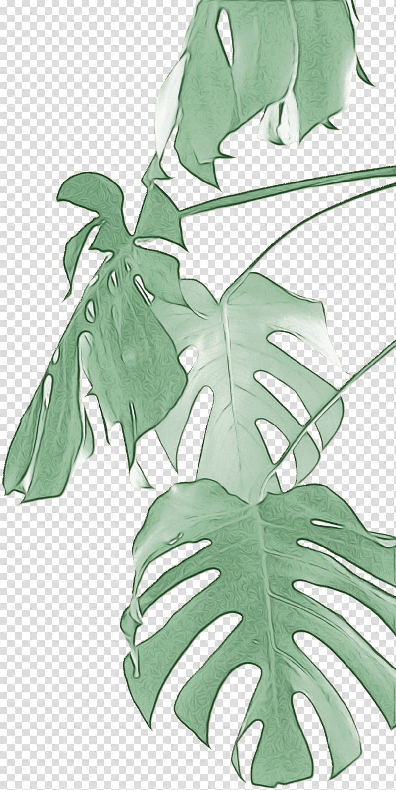 Family Tree, Swiss Cheese Plant, Vine, Houseplant, Plants, Philodendron, Leaf, Grapevines transparent background PNG clipart