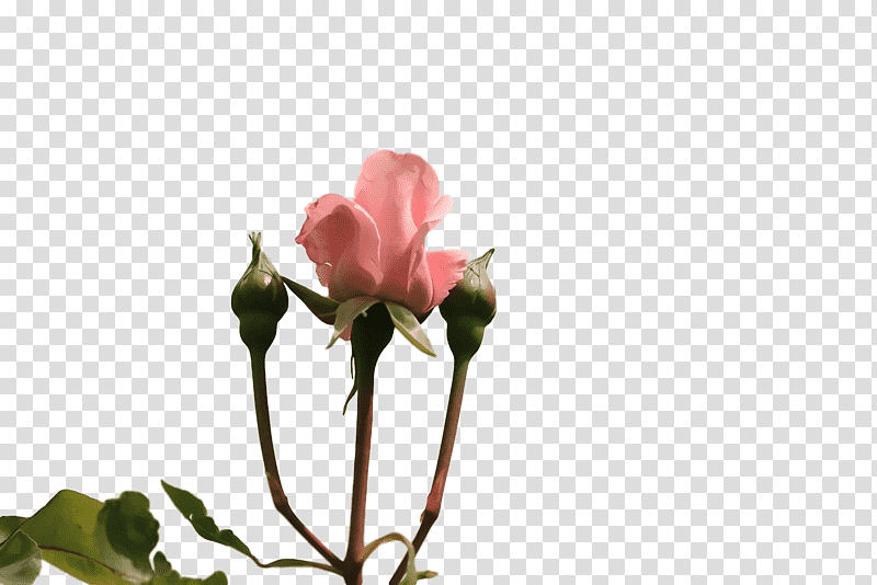 Garden roses, Plant Stem, Cut Flowers, Bud, Rose Family, Petal, Herbaceous Plant transparent background PNG clipart