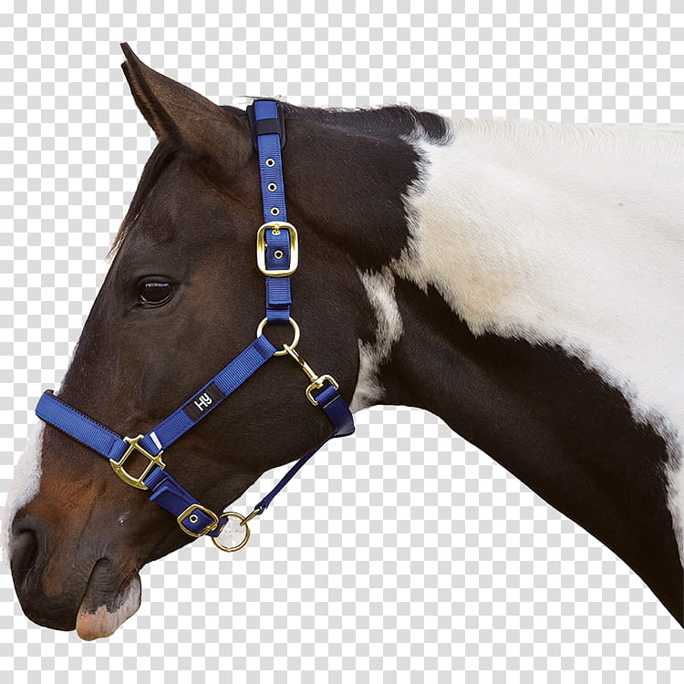 Horse, Halter, Equestrian, Rein, Horse Halters, Martingale, Horse Leads, Noseband transparent background PNG clipart