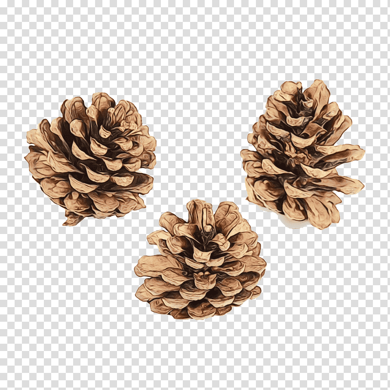conifer cone stone pine pine nuts conifers christmas ornament m, Watercolor, Paint, Wet Ink, Centimeter, Bauble, Millimeter transparent background PNG clipart
