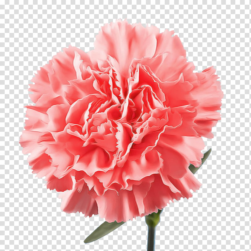 carnation cut flowers peony m petal pink m transparent background PNG clipart