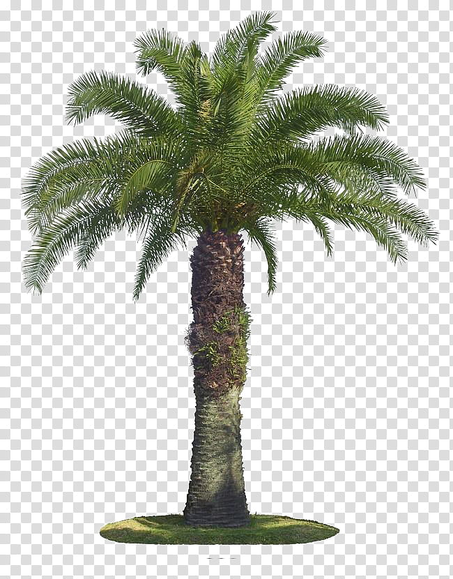 Palm tree, Plant, Date Palm, Arecales, Woody Plant, Terrestrial Plant, Elaeis, Roystonea transparent background PNG clipart