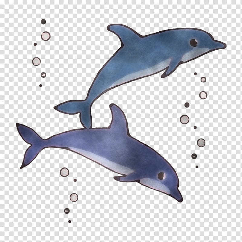 short-beaked common dolphin rough-toothed dolphin wholphin white-beaked dolphin porpoise, Shortbeaked Common Dolphin, Roughtoothed Dolphin, Whitebeaked Dolphin, Longbeaked Common Dolphin, Cetaceans, Toothed Whale, Bottlenose Dolphin transparent background PNG clipart