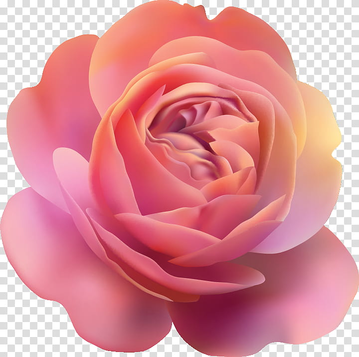 one flower one rose valentines day, Love, Garden Roses, Petal, Pink, Hybrid Tea Rose, Rose Family, Floribunda transparent background PNG clipart