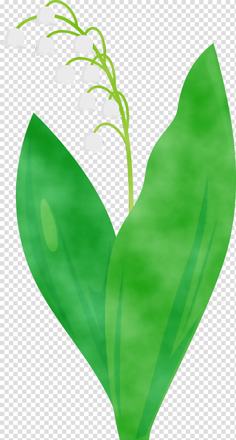 leaf green lily of the valley flower plant, Lily Bell, Watercolor, Paint, Wet Ink, Anthurium transparent background PNG clipart