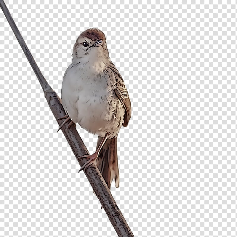 bird, Beak, Sparrow, House Sparrow, Perching Bird, Wren, Emberizidae, Field Sparrow transparent background PNG clipart