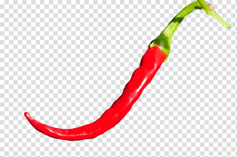 tabasco pepper capsicum annuum var. acuminatum bird's eye chili cayenne pepper peppers, Capsicum Annuum Var Acuminatum, Birds Eye Chili, Chili Pepper, Malagueta Pepper, Breakfast, Balloon Stuttgarts Parents Newspaper, House transparent background PNG clipart