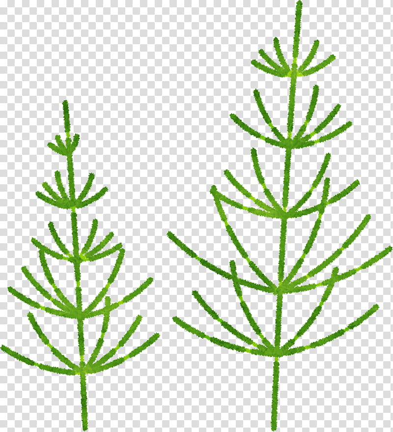 plant stem twig leaf herbal medicine subshrub, Grasses, Pine, Pine Family, Plants, Science, Biology, Plant Structure transparent background PNG clipart