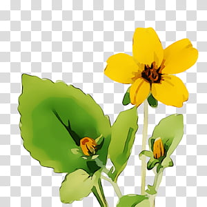 insect pollinator petal annual plant pot marigold, Flower, Wildflower, Violet, Calendula, Plants, Violaceae transparent background PNG clipart thumbnail