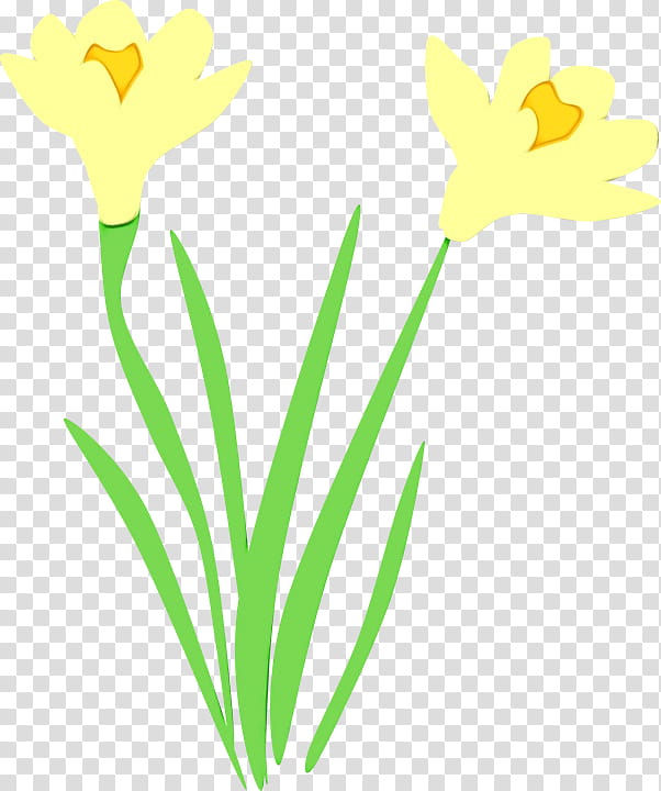 yellow flower pedicel plant narcissus, Watercolor, Paint, Wet Ink, Petal, Plant Stem, Tulip transparent background PNG clipart