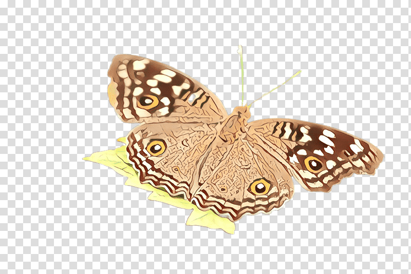 moths and butterflies butterfly cynthia (subgenus) insect moth, Cynthia Subgenus, Brushfooted Butterfly, Pollinator, Hackberry Emperor, Pararge, Riodinidae transparent background PNG clipart