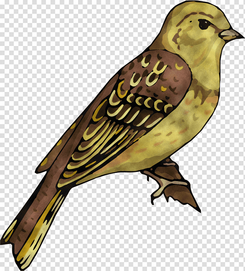 house sparrow ortolan bunting finches birds cuckoos, Beak, Old World Sparrow, Bird Of Prey, Cuculiformes, Emberiza, Science transparent background PNG clipart