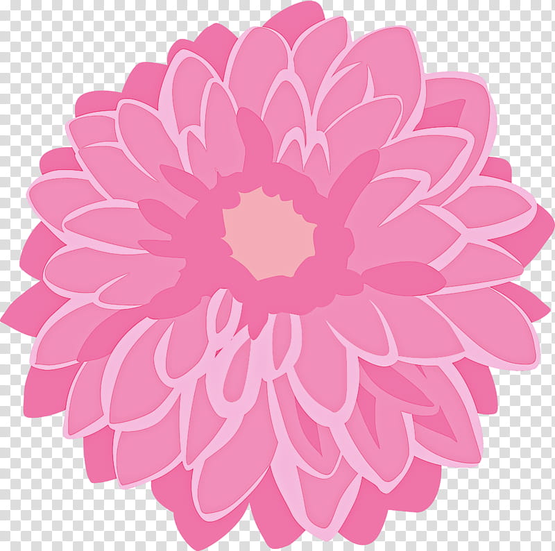 pink petal flower plant dahlia, Zinnia, Magenta, Gerbera, Aster, Daisy Family, Cut Flowers transparent background PNG clipart