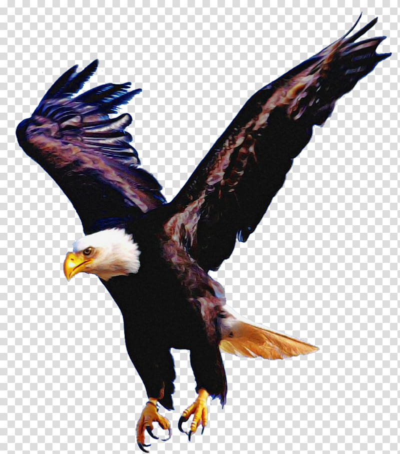 bird bird of prey eagle accipitridae bald eagle, Beak, Golden Eagle, Claw, Wing, Kite, Falconiformes, Sea Eagle transparent background PNG clipart